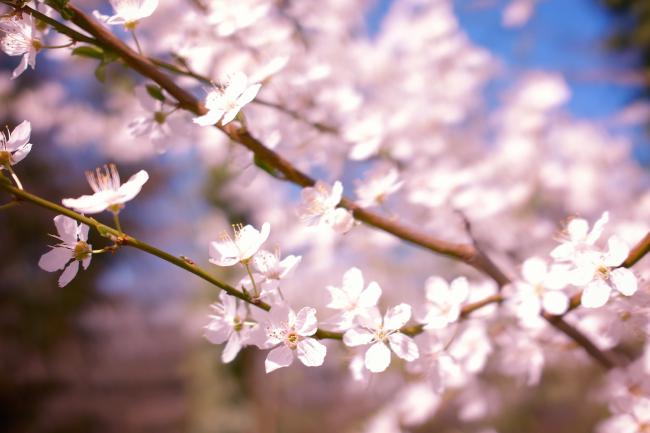 Farbbild im Landscape Format. Weiße Blüten an zwei Ästen, dahinter ein bisschen blauer Himmel und mehr unscharf Blüten.