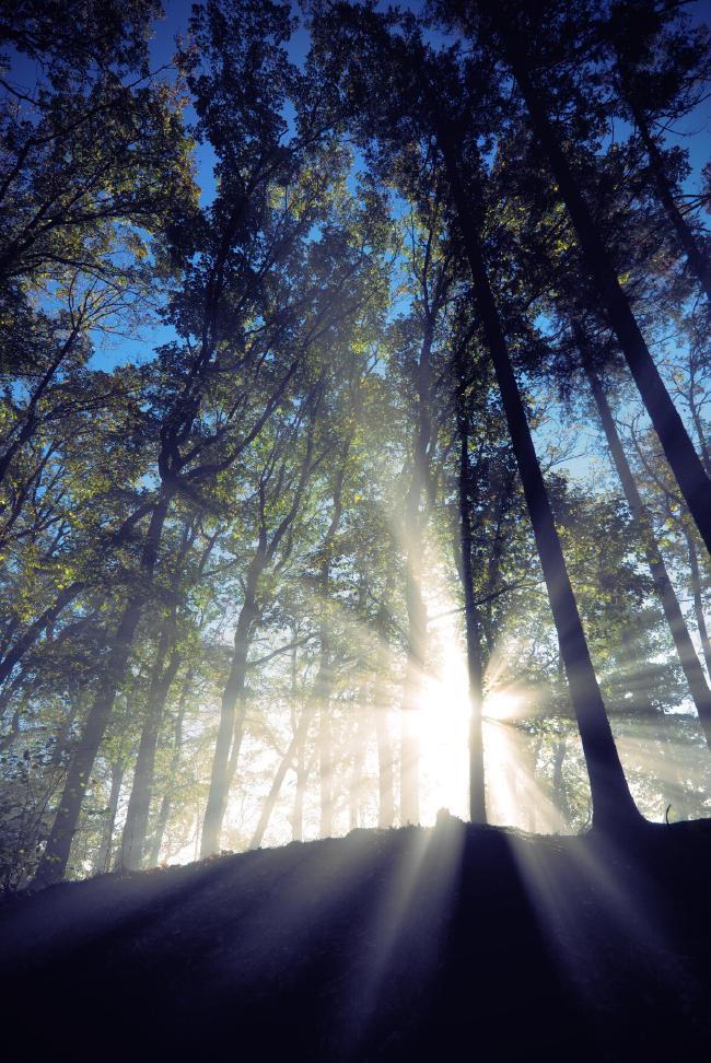 Sonnenstrahlen, durch den Nebel sichtbar gemacht, scheinen zwischen Bäumen in einem Laubwald sternförmig hindurch.