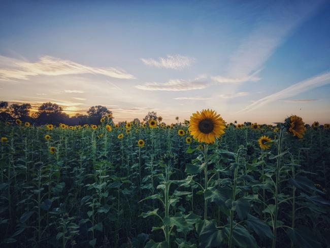Bild von einem Feld voller Sonnenblumen im Sonnenuntergang. Der Himmel ist blau mit wenigen Wolken.