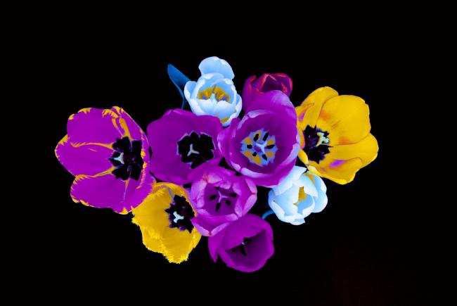 Tulpen von oben mit manipulierten Farben in Lila, Gelb und Weiß/blau. Der Hintergrund ist satt schwarz.
