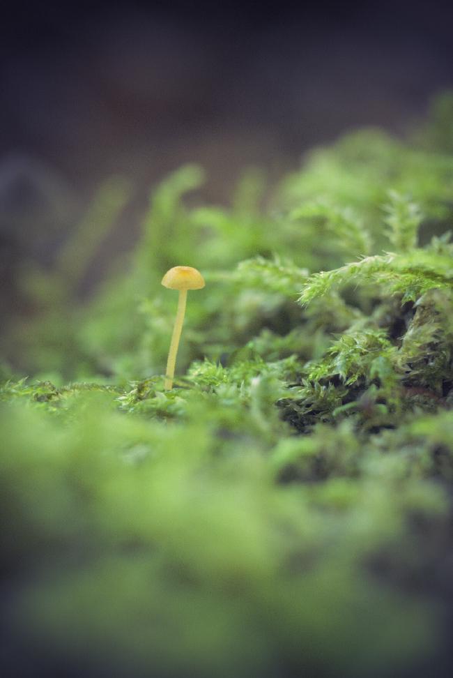 Kleiner einsamer Pilz auf Moos.