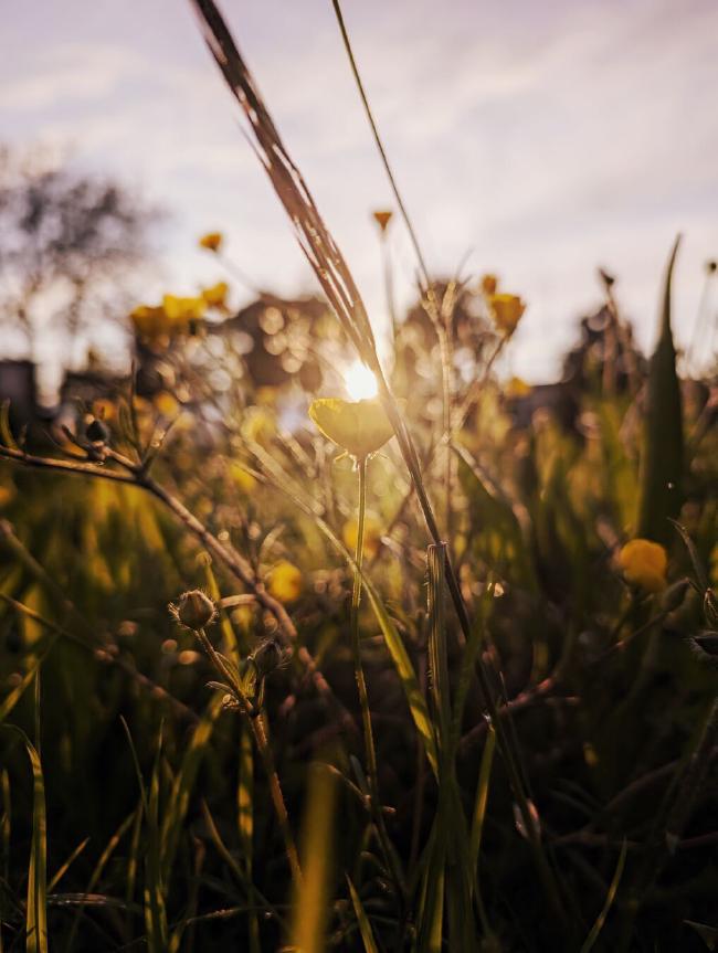 Hochkantaufnahme. In der Mitte vom Bild, direkt im Gegenlicht, ist eine Hahnenfuß Blüte, drum herum Gras und noch mehr Blüten. Das meiste liegt jedoch in der Schärfeuntiefe. Direkt über dem Blütenkelch ist die Sonne unscharf zu erkennen. Im Hintergrund wenige Bäume und ein graublauer Himmel. Das Bild hat eine warme Sonnenuntergangsstimmung