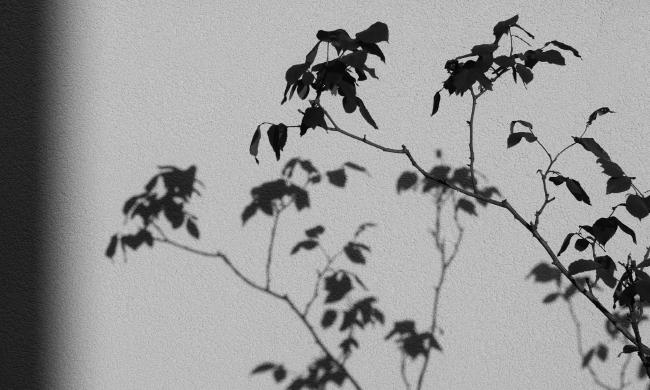 Schwarzweißbild im Landscape Format. Rosenzweige ohne Blüten die nur als Silhouette zu erkennen sind werfen einen Schatten auf eine helle Wand dahinter. Links ist ein kurzer Farbverlauf von Schatten nach Hell zu sehen.