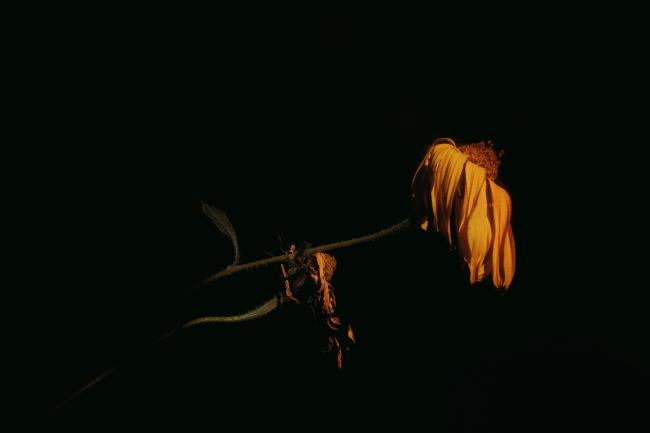 Verwelkende gelbe Blume vor einem schwarzen Hintergrund.