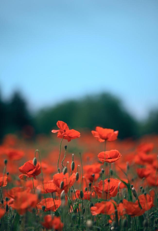 Bild von einem Feld voller Klatschmohn Blumen. Einige km Vordergrund sind scharf. In der Bildmitte sind unscharf ein paar Bäume darüber ein blauer Himmel.