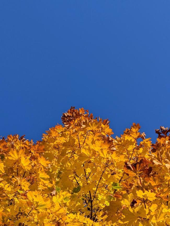 Farbfotografie in Portrait Ausrichtung. Auf den unteren 2/5 sind leuchtend gelbe Ahornblätter zu sehen von denen einige zue Bildmitte hin rotbraun werden. Darüber ein wolkenloser blauer Himmel
