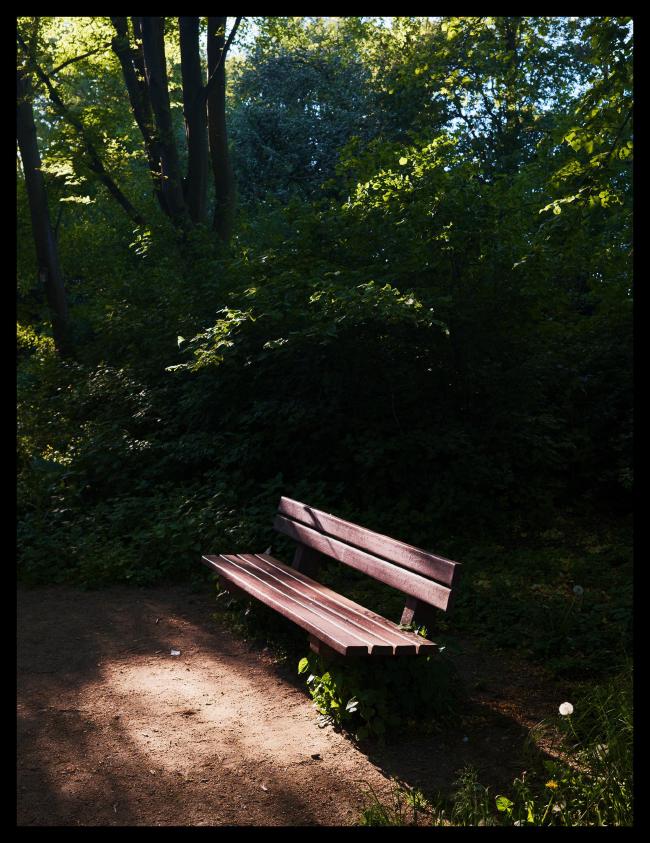 Farbbild im Portrait Format. In der Mitte des unteren Drittels steht eine Bank, die durch die umliegenden Bäume von der Sonne angestrahlt wird, auch davor ist auf dem Boden noch Sonne zu sehen. Der Hintergrund ist dagegen sehr dunkel, da dort keine Sonne hin fällt. An der Vorderseite der Bank, wie auch in der unteren rechten Ecke sind einige niedrige grüne Pflanzen wie Löwenzahn zu sehen. Hinter der Bank und damit in den oberen zwei Dritteln sind höhere grüne Büsche und Bäume deren zweige zum Teil, insgesamt aber spärlich von der Sonne beleuchtet werden. Insgesamt ist der Hintergrund eher dunkel. Die Stimmung ist aber ob der Dunkelheit nicht bedrohlich, sondern läd eher zum Entspannen in der Abendsonne ein.