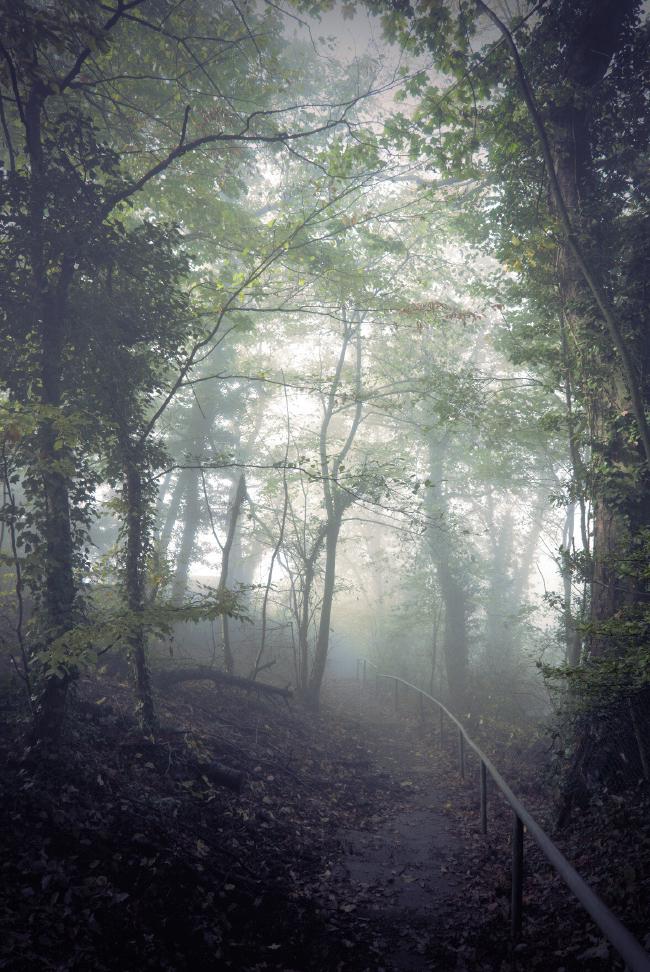 Im Nebel liegender, abwärts führender Weg der von Bäumen mit die mit Efeu bewachsen sind gesäumt und umrahmt wird. An der rechten Seite sieht man ein Geländer.