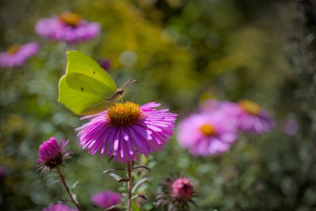 Ein grüngelber Falter auf einer Lila Blüte mit gelbem Zentrum.