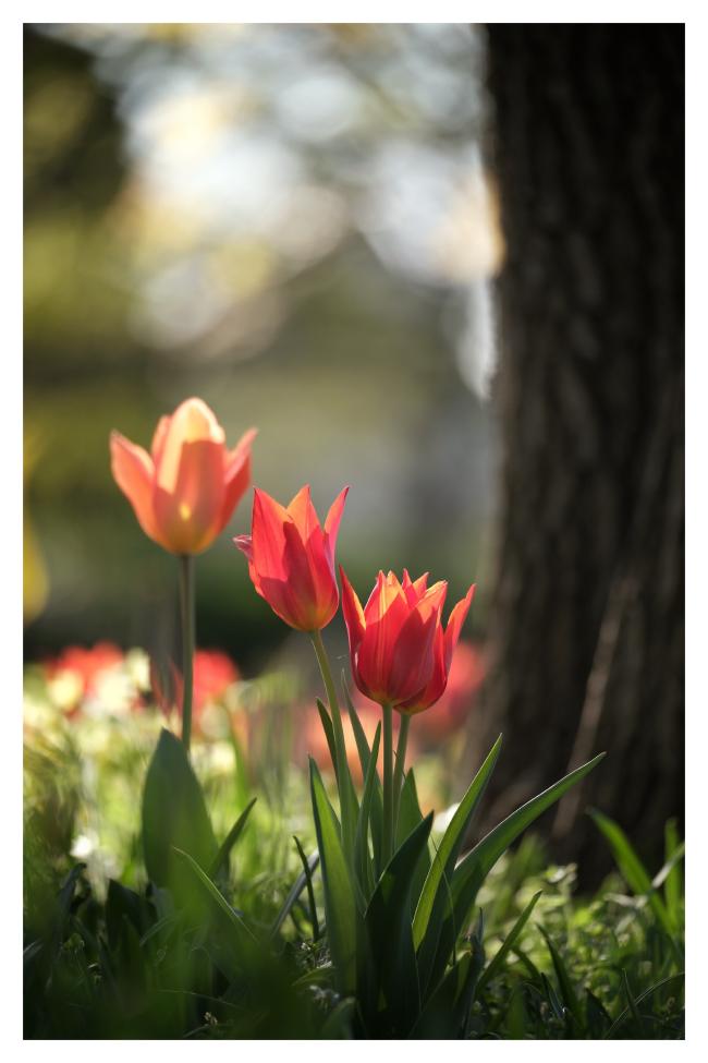 Ein Farbbild mit einem weißen Rahmen. Mittig etwas unterhalb der Bildmitte sieht man eine von hinten beleuchtete rot orange Tulpe mit spitzen Blättern. Links daneben etwas höher noch eine und noch höher und weiter Links eine unscharfe mit mehr gelb Anteilen. Dahinter befindet sich rechts ein Baum dessen Dunke Rindenstruktur man nur leicht sieht. In den linken zwei drittel sieht man im sehr starken Bokeh Lichtflecken und eher gelbliche Blätter und die Form eines Dachs ist ganz im Hintergrund zu erahnen.
