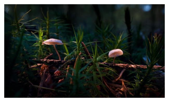 Farbbild mit weißem Rahmen im Querformat. Zu sehen sind zwei sehr kleine Pilze auf einem sehr kleinen Zweig zwischen Moos. Der Hintergrund ist sehr dunkel. Die Pilze angeleuchtet. In der Bildmitte sieht man eine Nadelbaum Nadel, die den Maßstab ein bisschen wiedergibt.