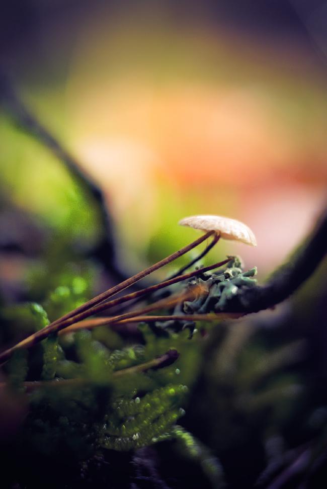 Pilz Hut mit Flechte auf einem Zweig, daneben Kiefernnadeln und Moos