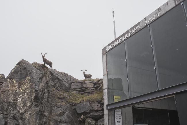 Farbbild im Querformat. Zu sehen sind direkt nebn dem Gebäude der Seilbahn aus Beton und Glas ein Stück Fels auf dem die zwei Steinböcke stehen. Der Himmel ist weiß von einer Wolke