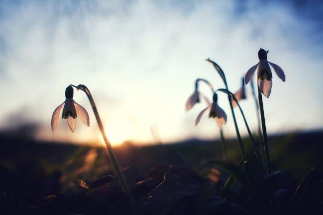 Bild von einigen Schneeglöckchen im Profil wobei die untergehende Sonne noch etwas durch die weißen Blütenblätter durchscheint. Der Hintergrund ist unscharf.