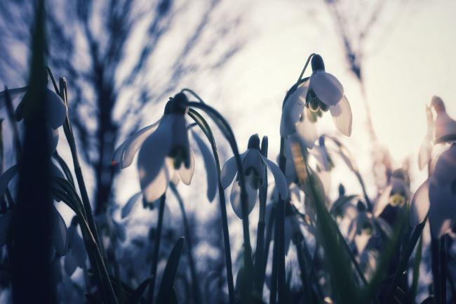 Das Bild ist vom Boden aus aufgenommen und zeigt Schneeglöckchen mit ihren Blüten in die man leicht hineinschauen kann. Im Hintergrund sieht man unscharf die Silhouette von kahlen Bäumen. Links im Bild sieht man einen hellen Bereich wo die Sonne die Szene von hinten beleuchtet.