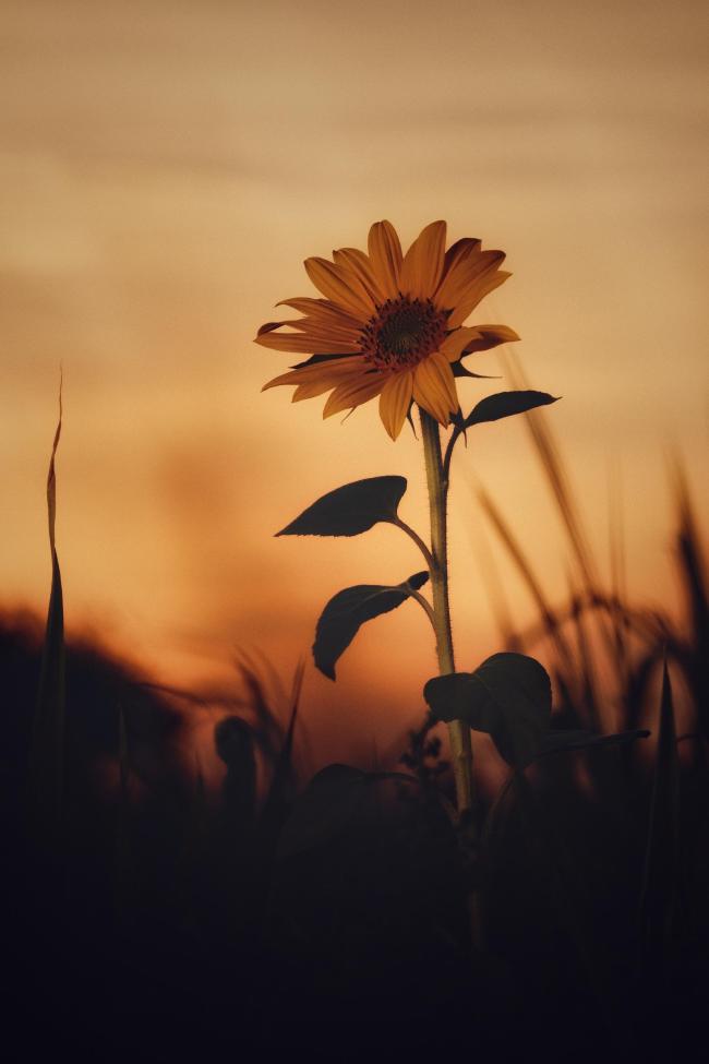 Sonnenblume vor einem Sonnenuntergangshimmel.
