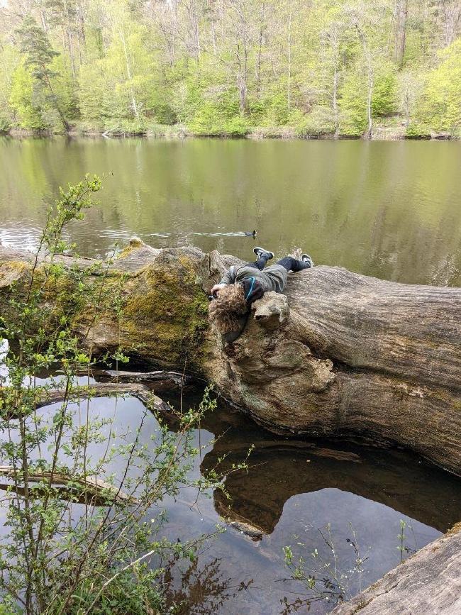 Ich beim hängen über einem Baum der im Wasser liegt
