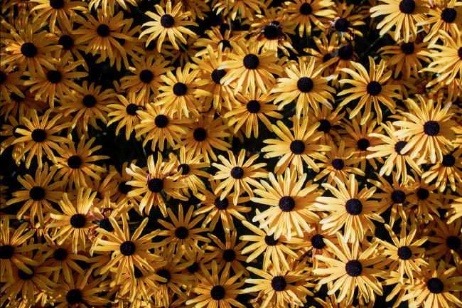 Farbbild im Landscape Format. Das ganze Bild ist mit gelben Blüten Gefüllt die einen rot-schwarzen Teil in der Mitte haben.