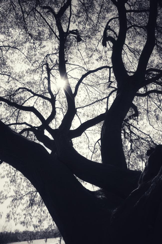 Schwarz-Weiß Bild im Portrait Format. Der Blick geht durch eine Baumkrone wobei die Äste im Gegenlicht nur als Konturen zu sehen sind und sich die unten rechts noch großen und breiten Äste Richtung oben Links immer weiter verjüngen. Leicht links oberhalb der Mitte sieht man einen kleinen Sonnenstern.
