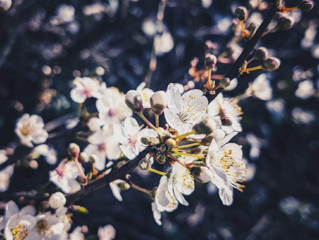 Blick auf einen Zweig mit weißen Blüten und geschlossenen Knospen. Dieser bewegt sich von unten links nach rechts oben. Im Hintergrund sind unscharf weitere Blüten und zweige zu erkennen.