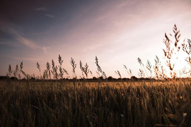 Ein Feld mit Gerste und einigen höheren Gräsern im Sonnenuntergang. 