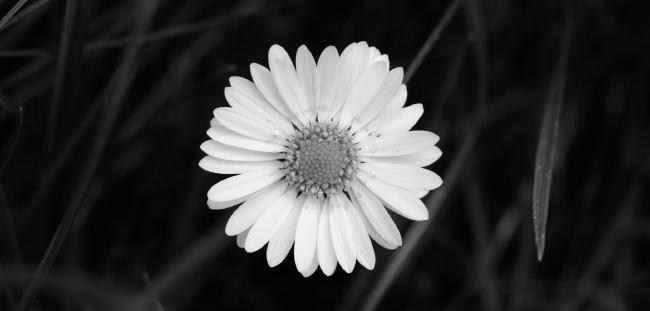 Gänseblümchen in Schwarz-Weiß, im Hintergrund sind dunkel einige Grashalme zu erkennen.
