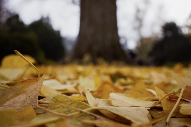 Farbbild im Landscape Format. Gelbe Ginkgo Blätter liegen auf dem Boden und sind im Vordergrund scharf zu erkennen, im Hintergrund unscharf. Es lässt sich am bis zur Bildmitte durchgehenden gelben Boden erkennen, dass da viele Ginkgo Blätter liegen. Die obere Bildhälfte ist mittig vom Stamm des Ginkgo dominiert, daneben sind ein paar Büsche und grauer Himmel zu sehen.