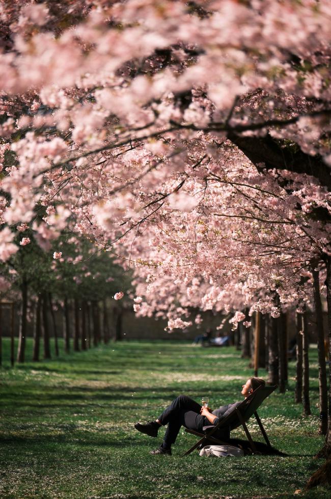 Farbbild im Portrait Format. Man sieht eine Person von der Seite die auf einem Liegestuhl auf einer Wiese zwischen Reihen von Bäumen in der Sonne liegt. Der Boden ist mit Gras bedeckt auf dem sich zum Teil Kirschblütenblätter befinden. Über der Person sieht man wunderschön blühende Kirschbäume von denen vereinzelt Blätter herab regnen.