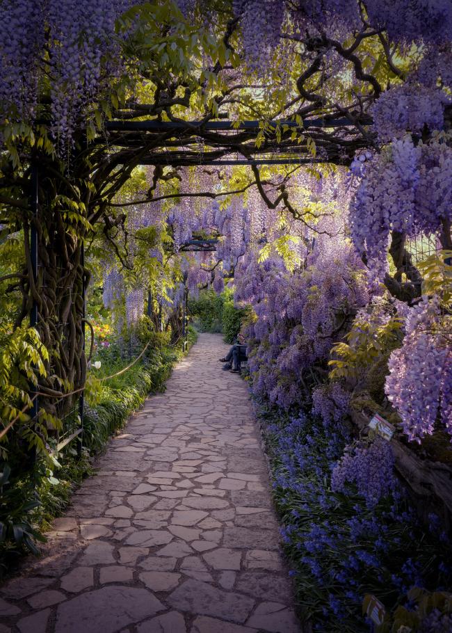 Ein Laubengang voller blühender Gylzinen. Der Weg aus groben Steinen führt von leicht links im Bild richtung Bildmitte. Die Linke Seite ist eher grün und von Dort wächst ein Teil des Blauregens über ein kaum sichtbares Gitter. Die obere Hälfte des Bildes und die rechte Seite sind von den doldenförmigen Blau-Lila Blüten gefüllt. Dazwischen ein bisschen Grün der Blätter. Die Szene ist von rechts durch die Blüten von der untergehenden Sonne beleuchtet was dem ganzen einen warmen und leicht verträumten Anblick gibt.