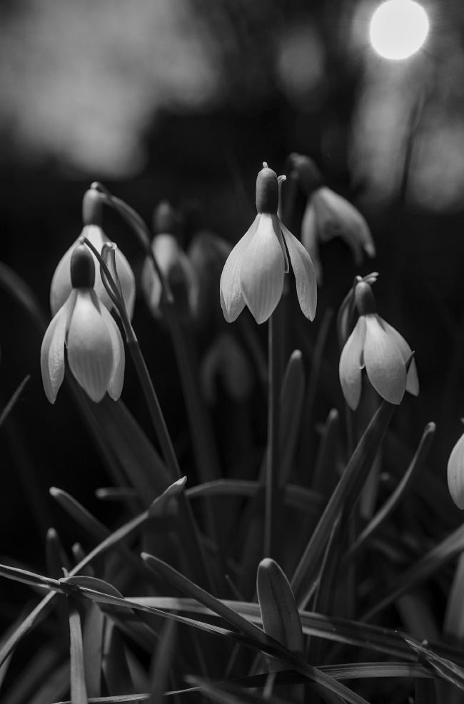 Schwarzweißbild im Portrait format. Man sieht einige Schneeglöckchen und im Hintergrund scheint durch ein Gebüsch die Sonne.