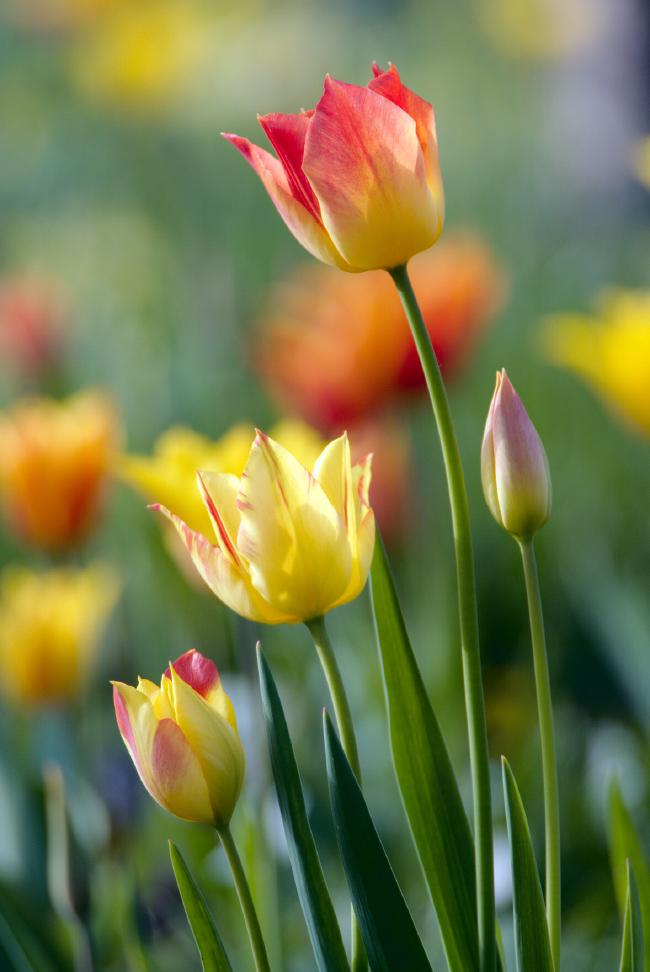 Bild von mehreren gelb roten Tulpen. Daneben eine noch ungeöffnete leicht rosa Knospe