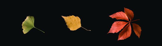 Ein Bild von 3 verschiedenen Blättern nebeneinander. Das erste ist ein noch weitestgehend grünes Blatt von einem Ginkgo mit nur einem leichten verwelkten Rand. Danach folgt ein gelbes Birkenblatt mit einigen Wassertropfen darauf. Als letztes Folgt ein Blatt von wildem Wein in einem kräftigen Rot.