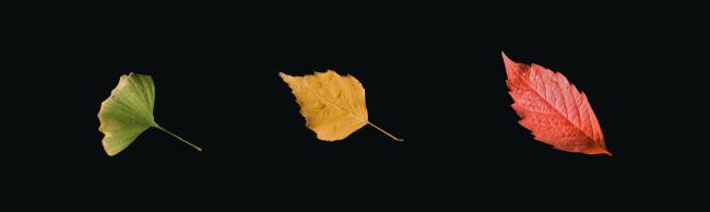 Ein Bild von 3 verschiedenen Blättern nebeneinander. Das erste ist ein noch weitestgehend grünes Blatt von einem Ginkgo mit nur einem leichten verwelkten Rand. Danach folgt ein gelbes Birkenblatt mit einigen Wassertropfen darauf. Als letztes Folgt ein Blatt von wildem Wein in einem kräftigen Rot.