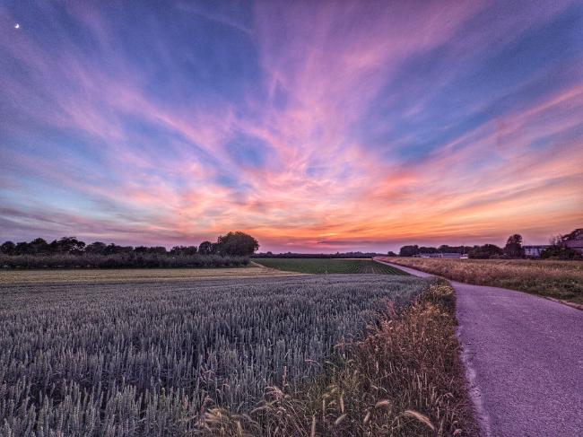 Farbenfroher Sonnenuntergang in orange und rosa Tönen. Links ein Kornfeld, rechts ein Feldweg.