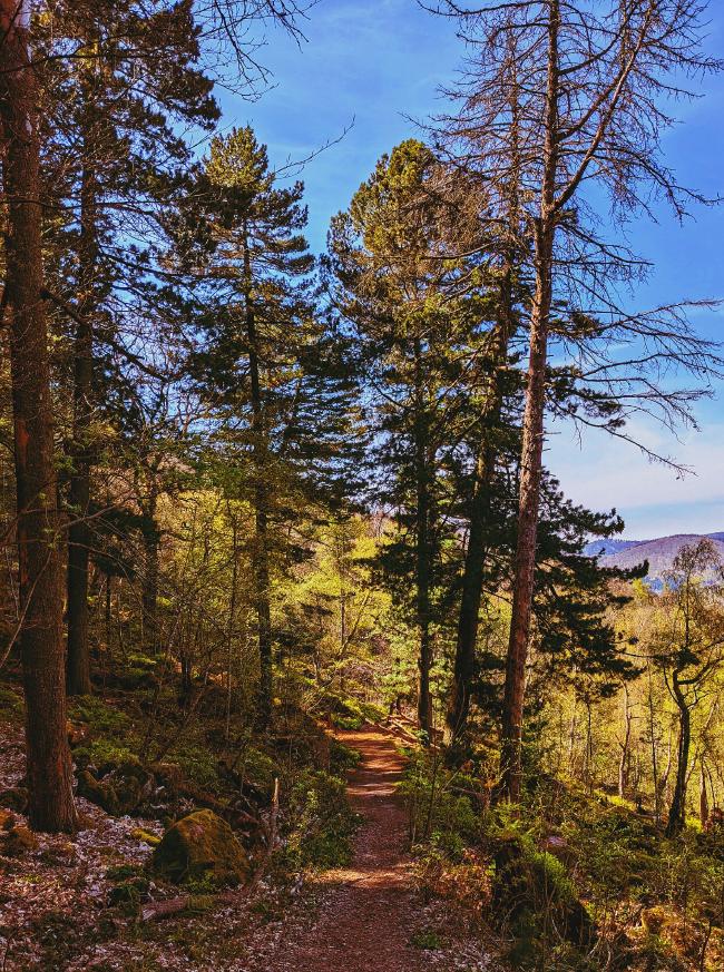 Ein Waldweg mit einigen grünen und einigen verdorrten Bäumen. Die Lichtstimmung ist warm und es scheint die Sonne. Auf dem Boden sieht man noch Blätter vom letzten Herbst.