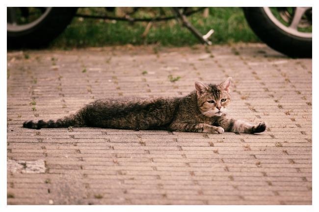 Farbbild im Landscape Format mit einem weißen Rahmen. Zu sehen ist eine getiegerte Katze die sich auf Pflastersteinen lange ausstreckt. Im Hintergrund ist etwas Wiese und etwas Motorrad zu sehen.