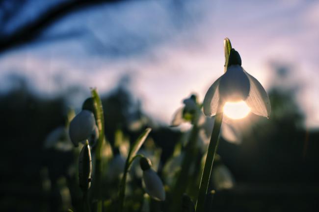 Farbbild im Landscape Format. Auf dem Bild sind in der Bildmitte ein paar Schneeglöckchen zu sehen. Etwas rechts der Mitte im Vordergrund ist ein größeres Schneeglöckchen bei dem die Sonne genau so fällt, dass es aussieht als wäre in dem Schneeglöckchen eine leuchtende Lampe. Der Mittel und Hintergrund ist unscharf und zeigt Himmel und ein paar Bäume. Außerdem Links oben ein paar Äste von einem Baum in der Nähe.
