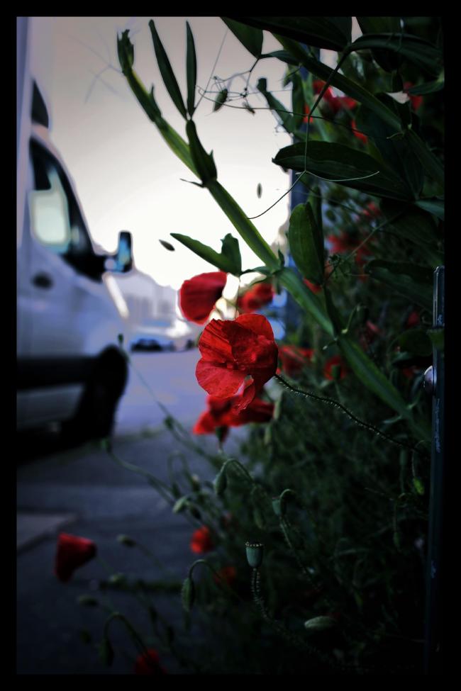 Farbbild mit schwarzem Rahmen im Portrait Format. Zu sehen sind Mohnblumen am Rande einer Straße. Links sieht man das Führerhaus eines kleinen LKWs und unscharf ein paar mehr Autos im Hintergrund auf der anderen Straßenseite. Ins Auge sticht eine satt rote Blüte in der Bildmitte. Ansonsten ist das Bild eher dunkler. Der Himmel ist weiß ausgebrannt.