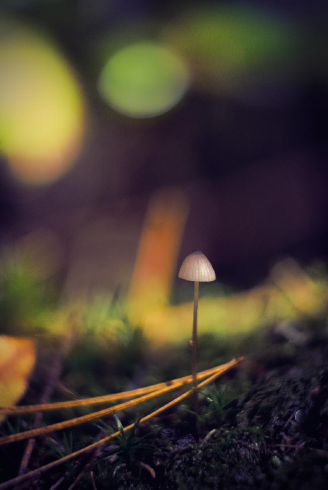 Einzelner Pilz auf Mos mit einer Kiefernnadel daneben. Das Bokeh im Hintergrund ist schön Bunt.