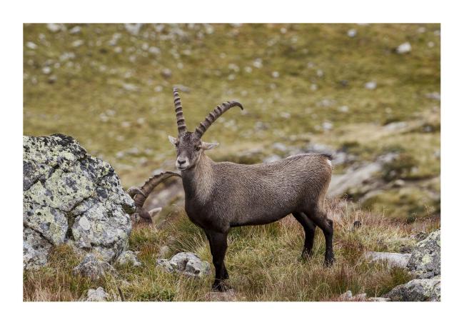 Farbbild im Querformat mit weißem Rahmen. Zu sehen ist ein Steinbock von der Seite zwischen Steinen und auf einer grün-rot-bräunlichen Wiese.