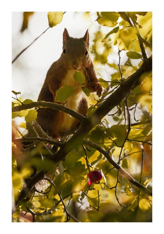 Farbbild im Hochformat mit weißem Rand. Zu sehen ist ein Eichhörnchen das aufrecht steht und in die Kamera guckt. Es befindet sich in der oberen Hälfte die untere Hälfte des Bildes besteht aus Zweigen und grünen Blättern.