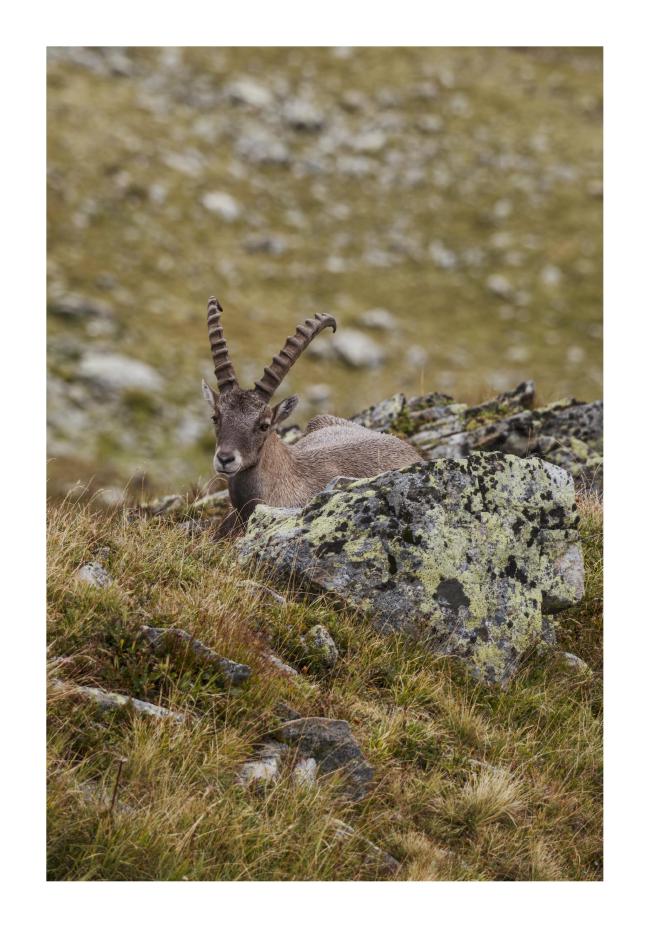 Farbbild im Hochformat mit weißem Rahmen. Zu sehen ist ein Steinbock vorne sitzend zwischen Steinen und auf einer grün-rot-bräunlichen Wiese.