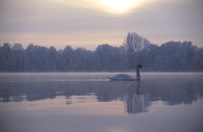 Winterlicher See mit vom Reif weißen Bäumen. Der See dampft leicht und der Himmel ist grau bedeckt wenn auch mit einigen Orangetönen vom Sonnenuntergang. Durch das Bild schwimmt ein Schwan, während vom Wasser Dunst aufsteigt.
