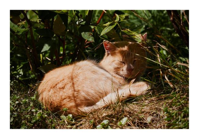 Farbbild im Querformat mit weißem Rahmen. Eine rote Katze liegt unter ein paar Zweigen auf einer Wiese mit geschlossenen Augen in der Sonne und der Kopf ist leicht im Schatten.