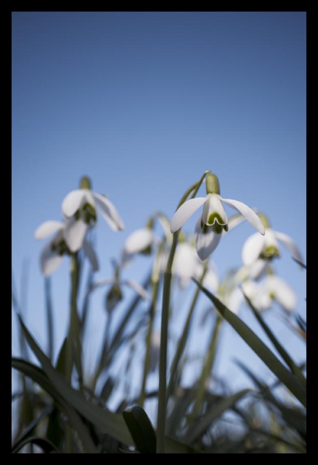 Farbbild im Portrait Format mit schwarzem Rahmen. Darauf zu sehen sind ein paar Schneeglöckchen die von einer sehr niedrigen Perspektive aus Fotografiert wurden. Leicht rechts der Mitte ist eine scharfe Blüte, dahinter weitere die aber unscharf sind. Im Hintergrund ist ein wolkenlos blauer Himmel.