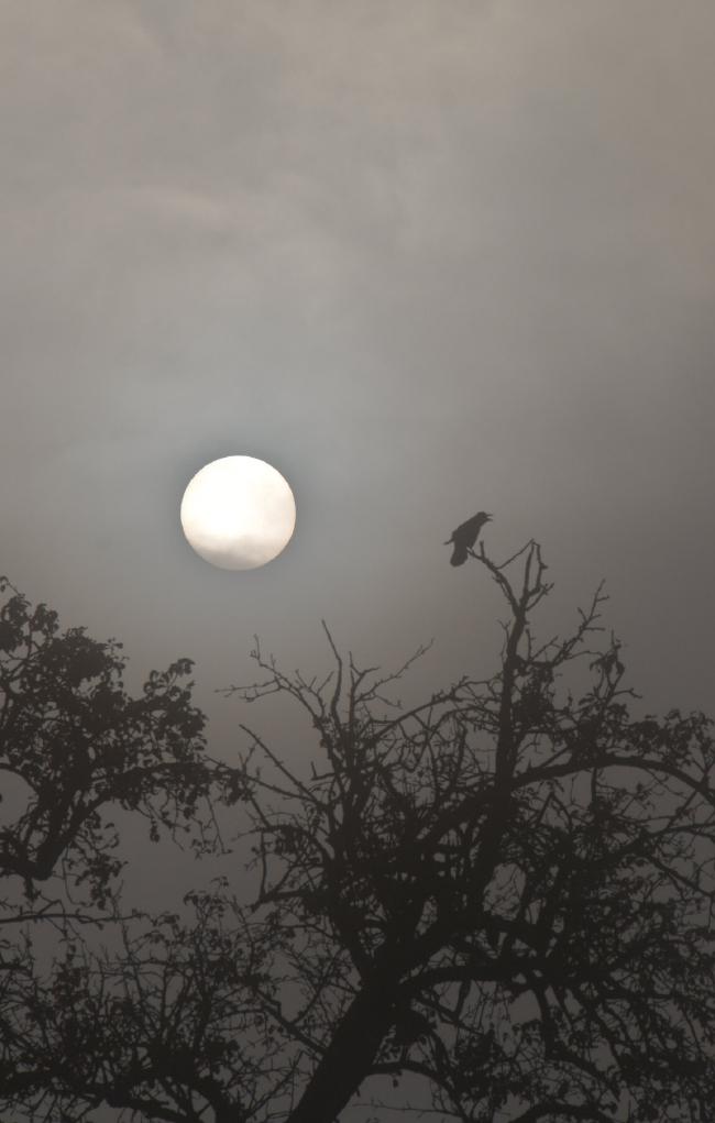 Bild von einem Raben der auf einem knorrigen Baum fast ohne Blätter sitzt. Alles ist grau und im Nebel. Der Rabe und Baum sind daher auch nur schwarz im Profil zu erkennen. Dahinter sieht man durch die Nebelschwaden die runde Scheibe der Sonne.