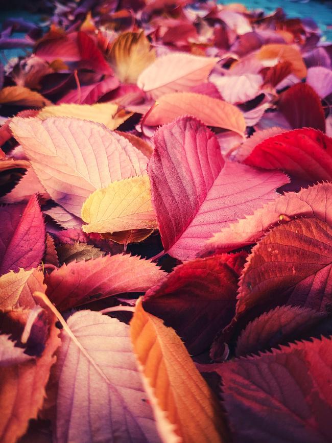 Viele herbstliche Blätter liegen in einer Reihe auf dem Boden und wurden aus der unmittelbaren nähe aufgenommen, so dass das Band aus Blättern in allen Gelb, Orange und Rot tönen im Hintergrund verläuft wo man ein wenig Gehweg sieht.