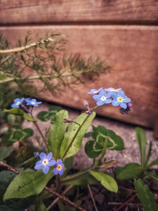 Bild von einem blühenden Vergissmeinnicht. In Hintergrund Holz