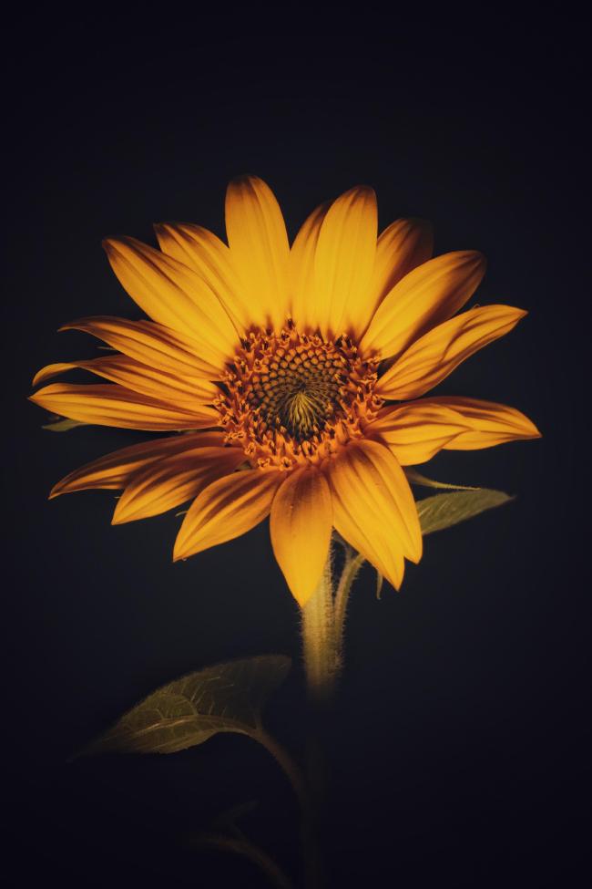 Sonnenblume vor schwarzem Hintergrund