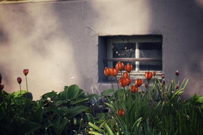 Farbbild im Portrait Format. Im Vordergrund sind grüne Blätter und gelb-rote Tulpen zu sehen. Dahinter eine graue Wand mit einem alten Kellerfenster. Auf der grauen Wand sind Schatten neben der Sonne von der gegenüberliegenden Straßenseite zu sehen.